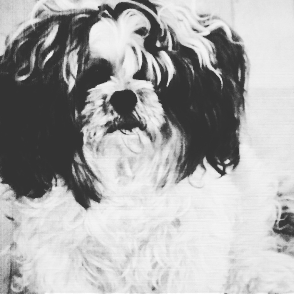 Meet your Posher, Oscar